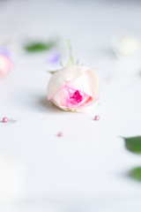 pretty rosebud on marble background