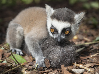 A hand-reared baby ring-tailed lemur holds a furball designed to substitute for his mother. The animal child holds the artificial mother. The lemur has fluffy grey hair and big expressive orange eyes.