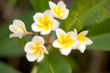 Close up of white and yellow Plumeria flowers blooming