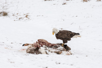 Bald Eagle on a Deer Carcass in the Winter © james_pintar
