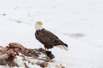Bald Eagle on a Deer Carcass in the Winter