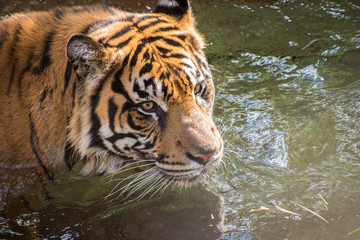 Naklejka na ściany i meble Tiger playing in water