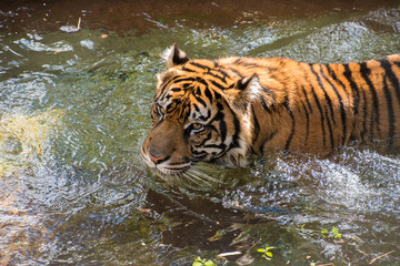 Fototapeta na wymiar Tiger playing in water