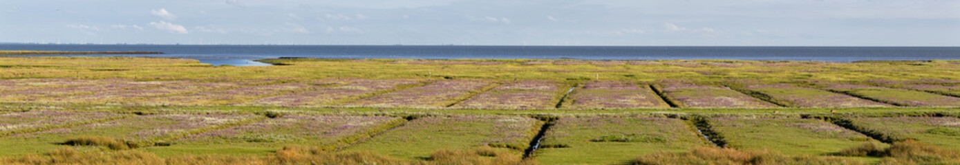 Salzwiesen am Wattenmeer auf der ostfriesischen Nordseeinsel Juist in Deutschland, Europa.