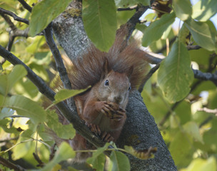 Squirrel in the park