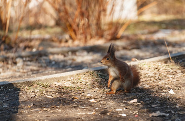 Squirrel in the park