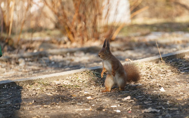 Squirrel in the park