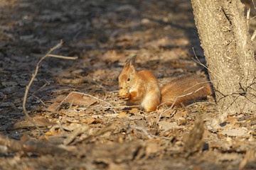 Squirrel in the park
