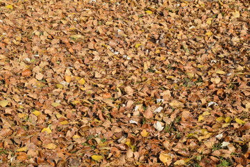 Textural background from fallen leaves of a poplar. An autumn carpet from foliage. the turned yellow autumn dry leaves of a poplar.