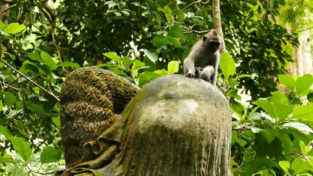 Macaque monkey jump from statue at Monkeyforest in Ubud, Bali