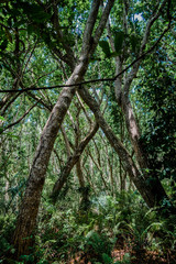 Jozani Forest, Zanzibar, Tanzania