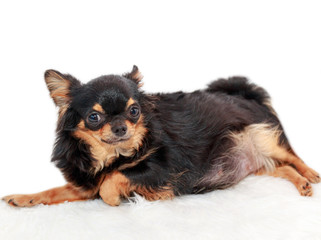 Pregnant chihuahua dog sleeping on bed on white isolated background.