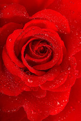 Red rose flower with water drops Holidays greetings card concept