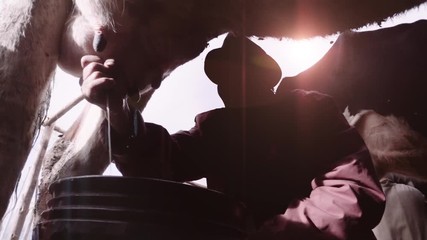 Detail of farmer milking by hand a cow, milk on a bucket. Slow motion