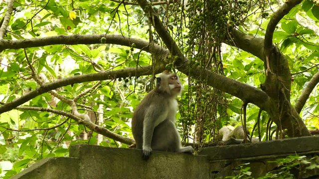 Macaque monkey on ancient wall at Monkeyforest in Ubud, Bali