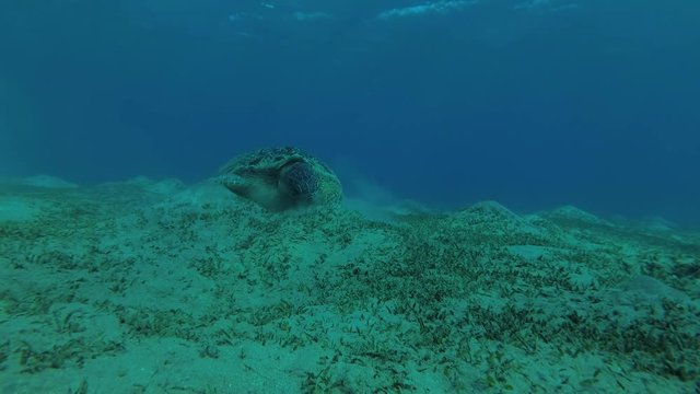Green Sea Turtle (Chelonia mydas) eats the sea grass on a sundy bottom, Red sea, Marsa Alam, Abu Dabab, Egypt
