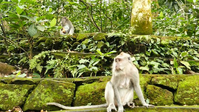 Macaque monkeys on ancient wall at Monkeyforest in Ubud, Bali