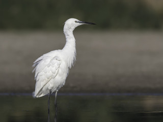 Fototapeta premium Little Egret Portrait
