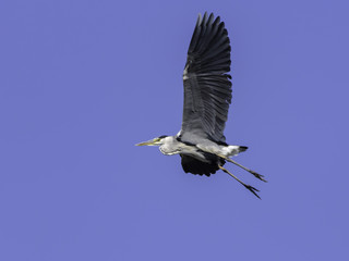 Grey Heron in flight on Blue Sky