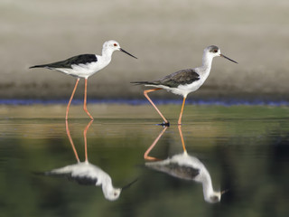 Two Black-winged Stilts with Reflections