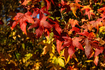 Close up of a red and yellow fall leaves 
