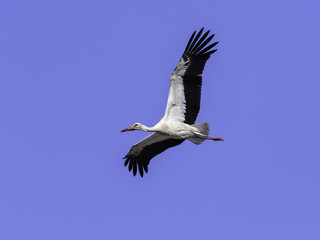 White Stork in Flight on Blue Sky