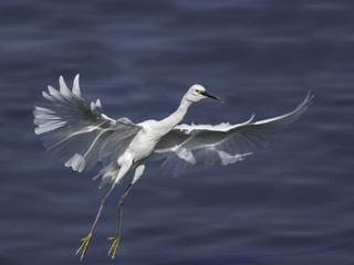 Little Egret Landing on Water