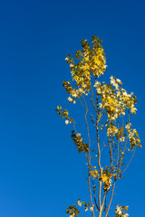 Skinny tree top of green leaves turning yellow, against a blue sky

