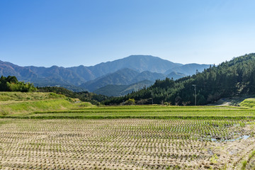 Fototapeta na wymiar Beautiful panoramic view of green agriculture rice field with mountains in the background in bright day light starting of Autumn in Nagano, central Japan