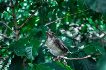 Ave parada en una rama 