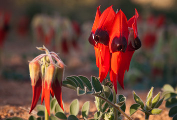 Sturt's Desert Pea