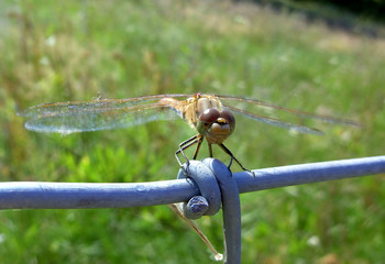 Die Libelle auf dem Zaun



