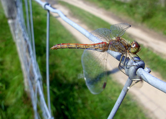 Die Libelle auf dem Zaun


