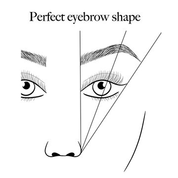 eyebrows scheme vector illustration