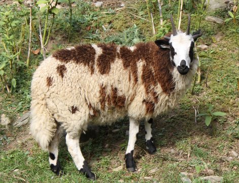 Jacob Sheep