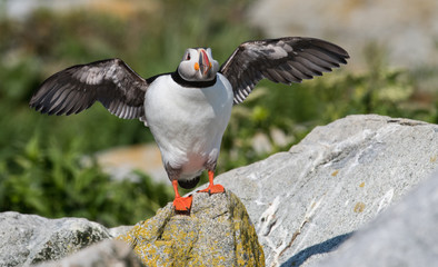 Atlantic Puffin
