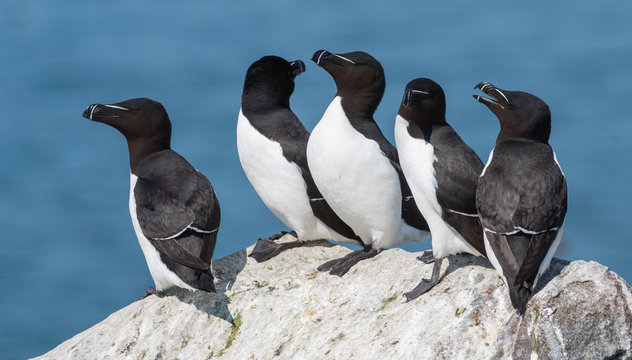 Razorbills