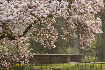 Magnolien (Magnolia) in voller Blüte
