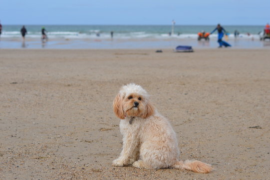 A cute, small cavapoo dog sitting on the beach