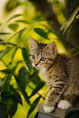 Tabby kitten sitting outdoors on railing among tree branches