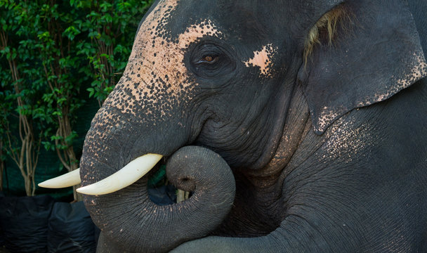 elephant closeup. animal of thailand. big animal 