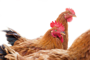 Chicken Head Closeup Isolated on White Background