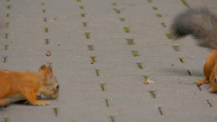 Cute red squirrels running and eating nuts in the park - Powered by Adobe