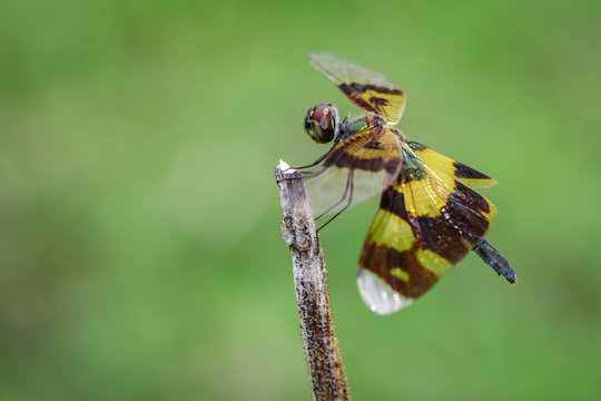Image of a rhyothemis phyllis dragonflies on a tree branch. Insect. Animal