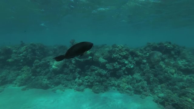 Old Dusky Parrotfish (Scarus niger) floats over the sandy bottom in shallow water, Red sea, Marsa Alam, Abu Dabab, Egypt
