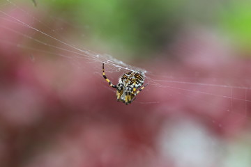 Araña