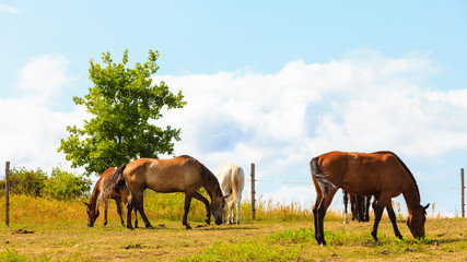 Fototapeta na wymiar Majestic graceful brown horses in meadow.