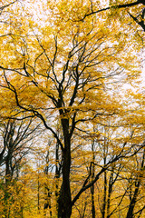 Autumn trees in the forest, Greece