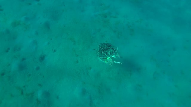 Young male Green Sea Turtle (Chelonia mydas) with Remora fish (Echeneis naucrates) dives deep into the sandy bottom, Red sea, Marsa Alam, Abu Dabab, Egypt
