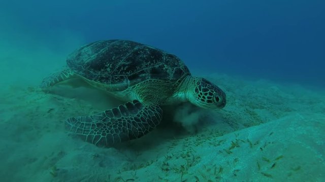 Melanism - Big male Black Sea Turtle (Chelonia mydas) with Remora fish (Echeneis naucrates) eats the sea grass on a sandy bottom, Red sea, Marsa Alam, Abu Dabab, Egypt
